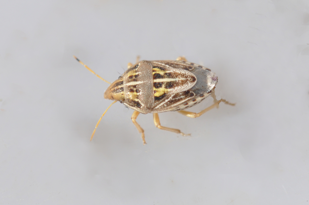 Aelia cribrosa