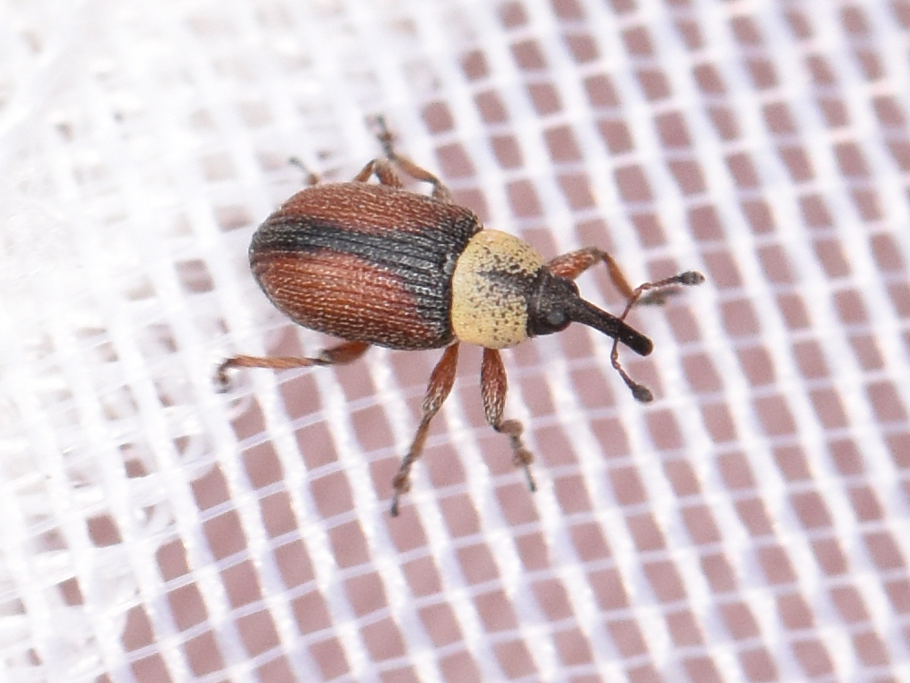 Gymnetron beccabungae