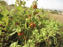 Physalis nicandroides