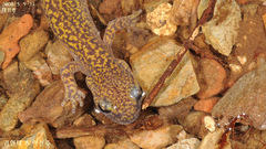 Onychodactylus koreanus