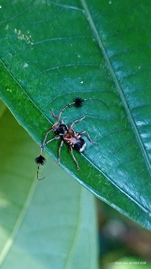 Cosmotoma adjuncta