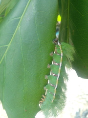 Automeris oaxacensis