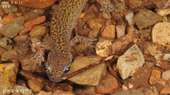 Onychodactylus koreanus