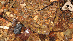 Onychodactylus koreanus