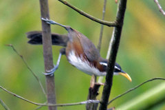 Pomatorhinus schisticeps