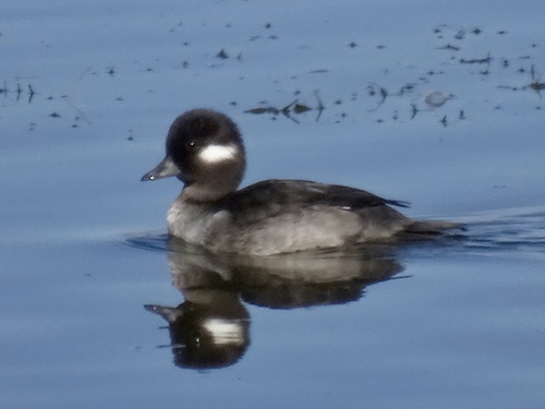 Bufflehead photographed in Arizona