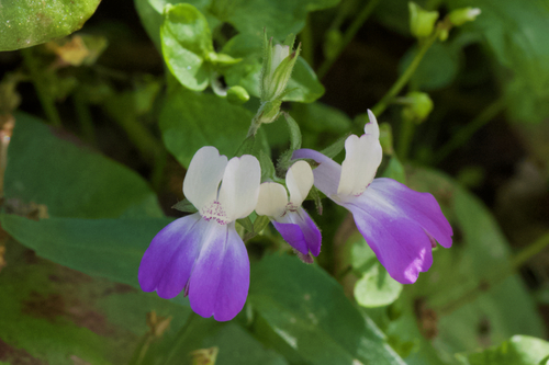 Image of Collinsia multicolor by (c) Arvel Hernandez, some rights reserved (CC BY)