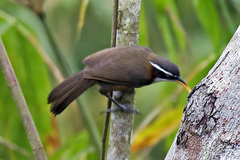 Pomatorhinus schisticeps