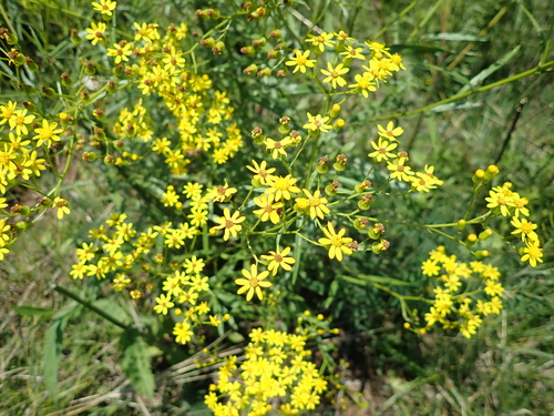 Image of Senecio polyanthemoides by no rights reserved