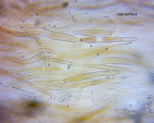 Pluteus microspermus image