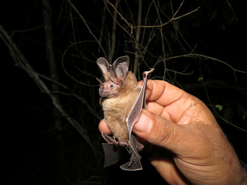 Davis's Round-eared Bat (Lophostoma evotis)