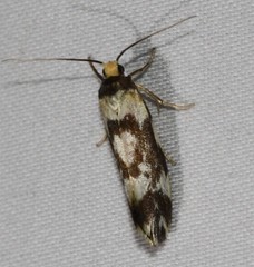 Lactura cristata