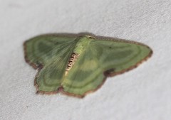 Metallochlora lineata