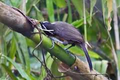 Pomatorhinus schisticeps