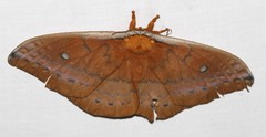 Syntherata