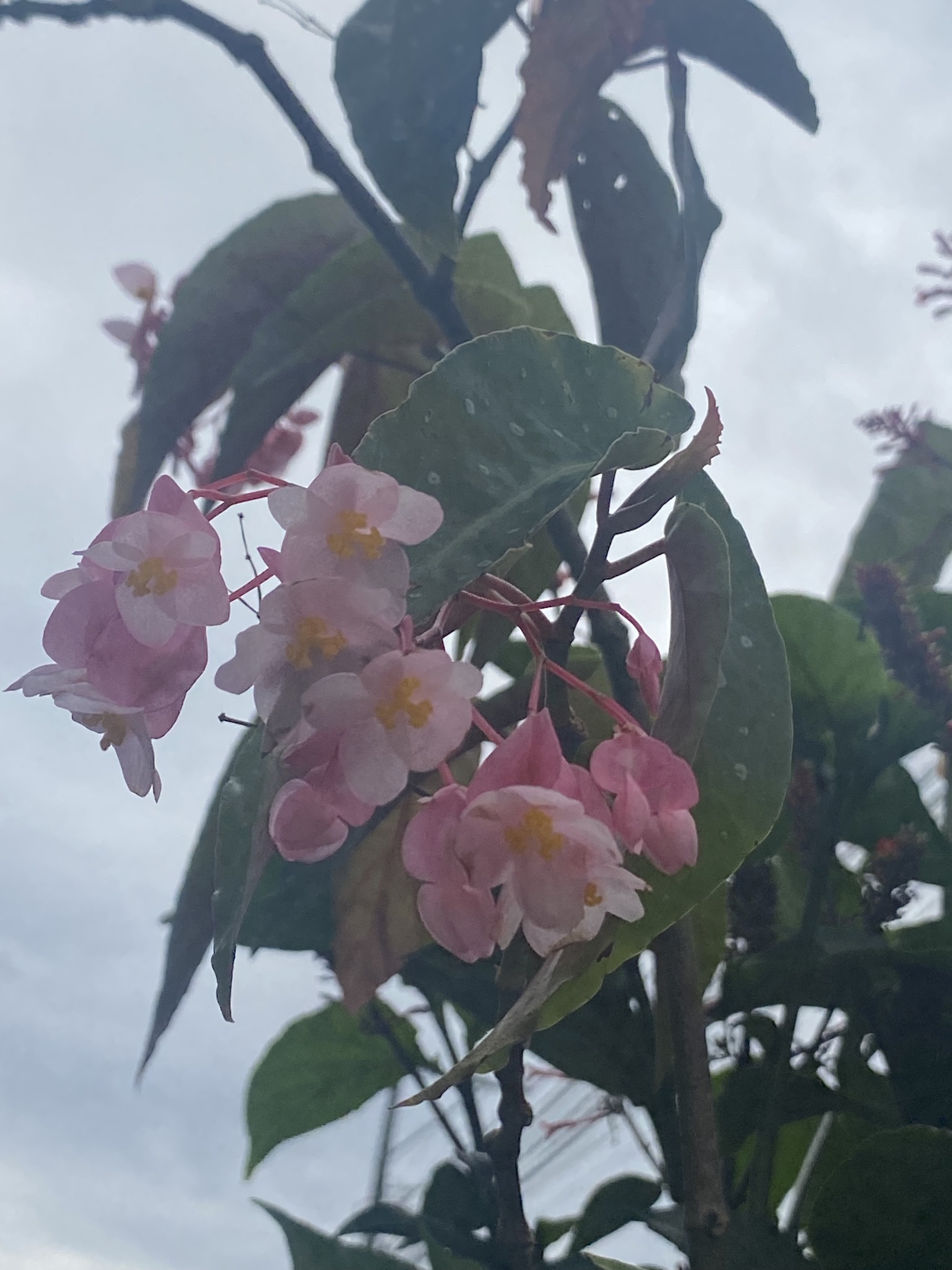 Imagem de Begônia maculata
