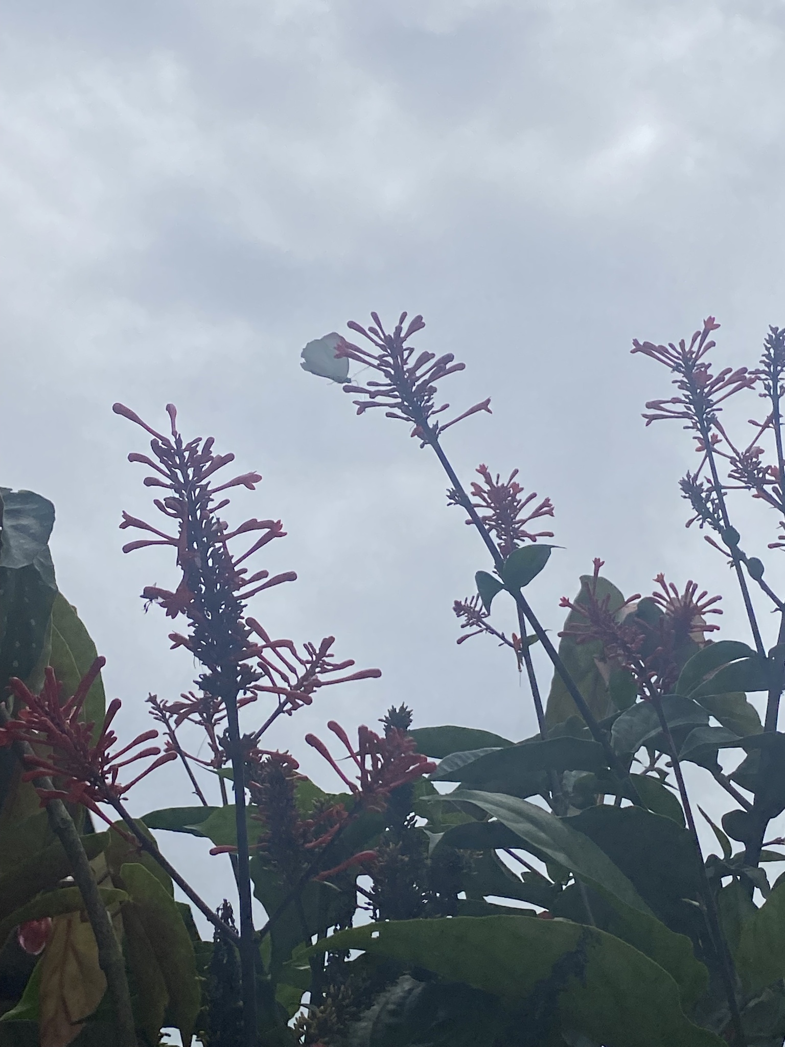 Imagem de Begônia maculata