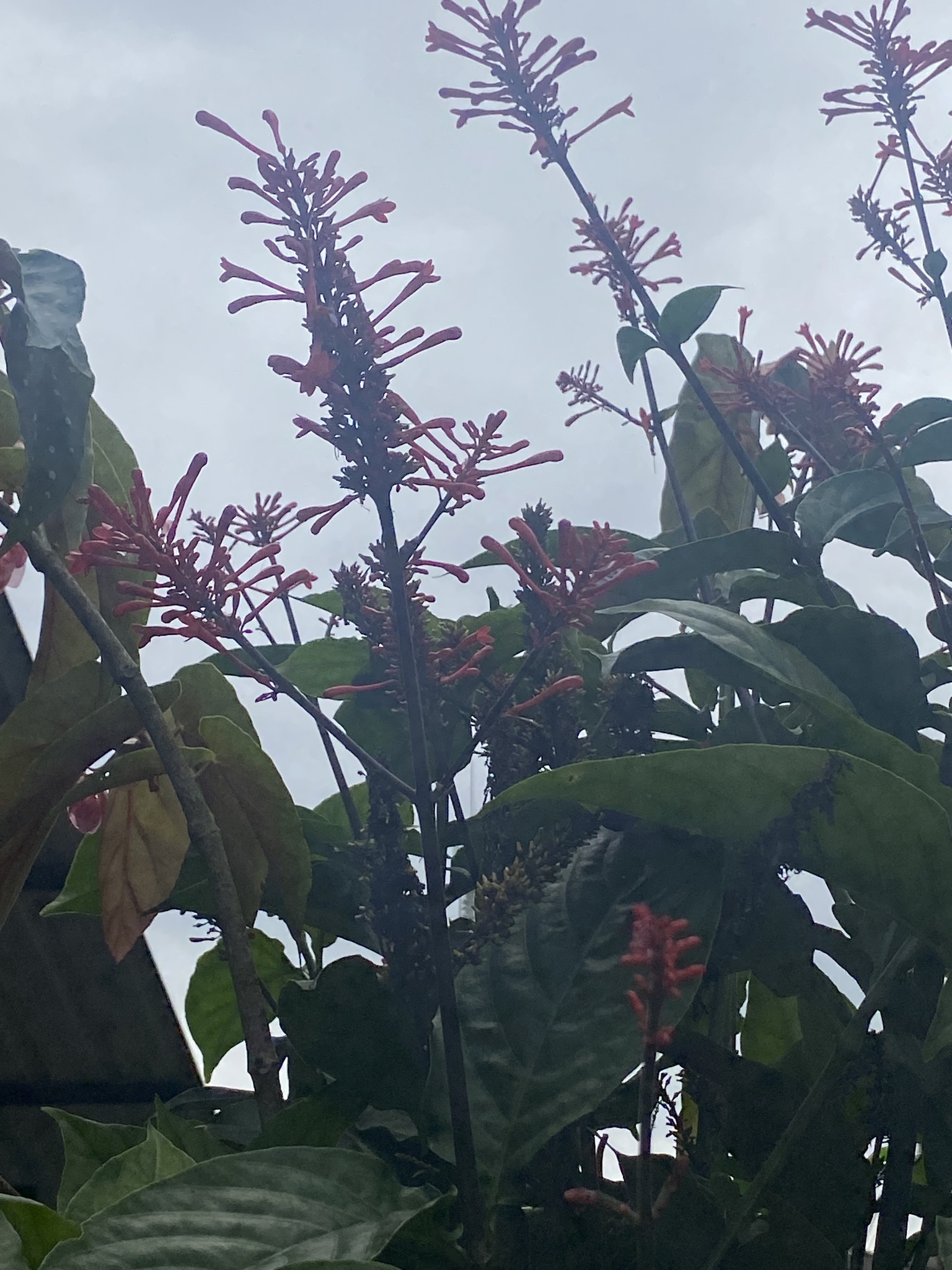 Imagem de Begônia maculata