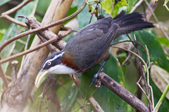 Pomatorhinus schisticeps