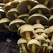 Sulphur Tuft - Photo (c) Liam O'Brien, some rights reserved (CC BY-NC), uploaded by Liam O'Brien