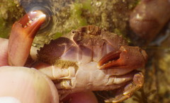 Cycloxanthops novemdentatus