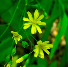 Hieracium venosum