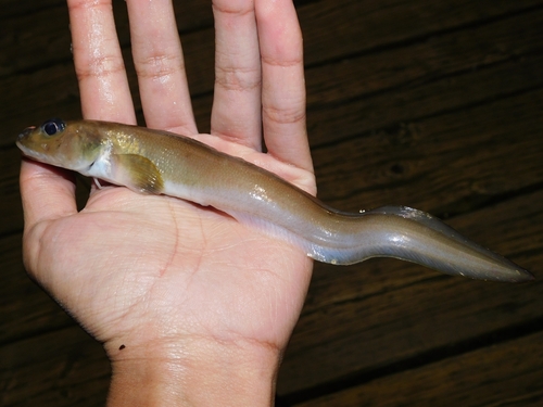 Blackbelly eelpout (Lycodes pacificus) — Zoarcidae — 2