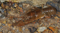 Cambaroides similis