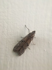 Vitula serratilineella