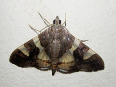 Glyphodes bitriangulalis