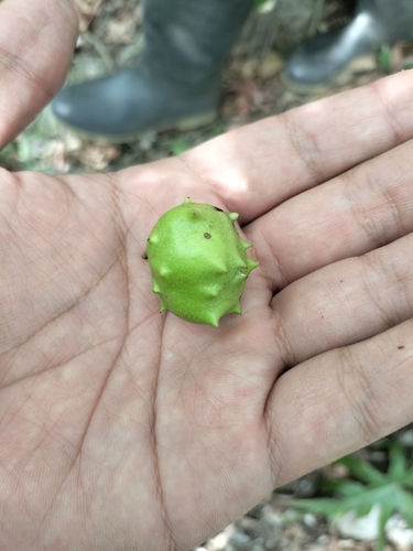 Annona globiflora observed 2023-04-26