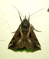 Hypena varialis