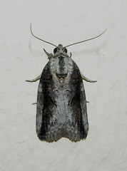 Tachosa brunnescens