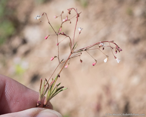 Eriogonum spergulinum var. reddingianum