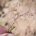 Redding's Wild Buckwheat - Photo (c) Tim Messick, some rights reserved (CC BY-NC), uploaded by Tim Messick