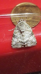 Blenina quinaria