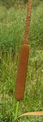 Typha latifolia