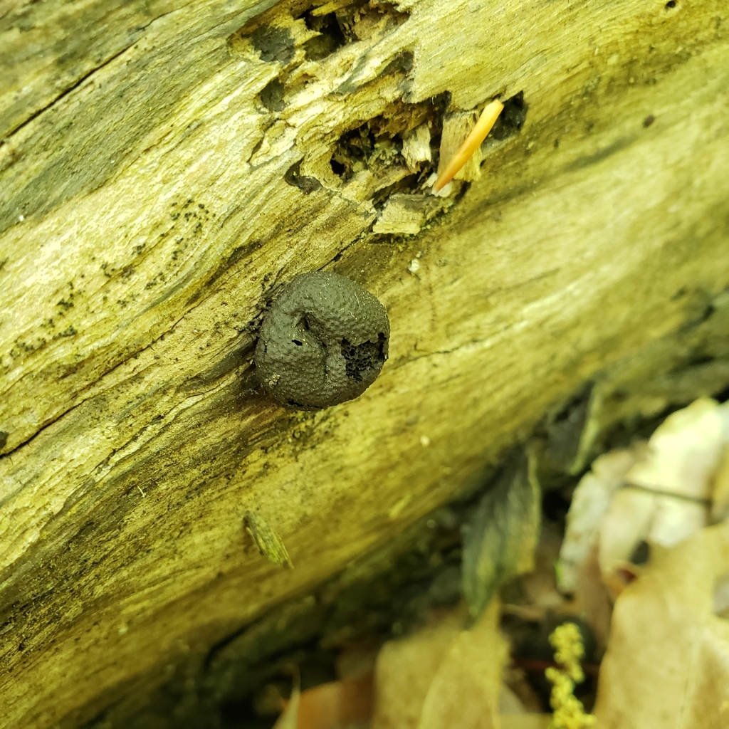 Daldinia sp. 'OH01'
