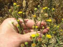 Heterotheca grandiflora
