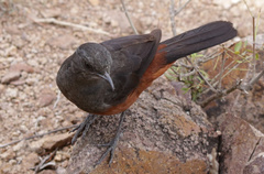 Thamnolaea cinnamomeiventris