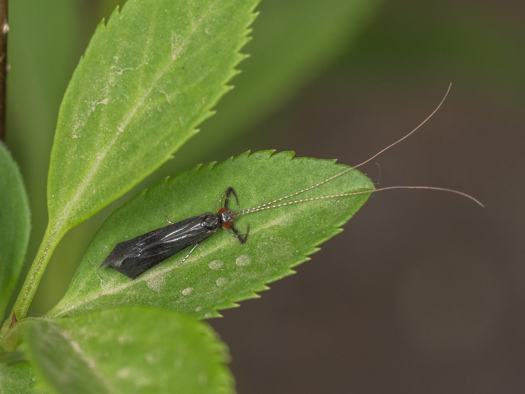 Mystacides from 中国北京市海淀区 on April 15, 2023 at 1159 AM by Jinmin Li