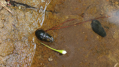 Semisulcospira libertina