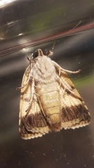 Blenina quinaria