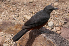 Thamnolaea cinnamomeiventris