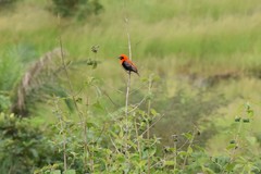 Euplectes hordeaceus