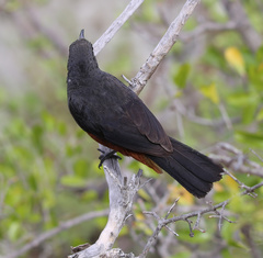 Thamnolaea cinnamomeiventris