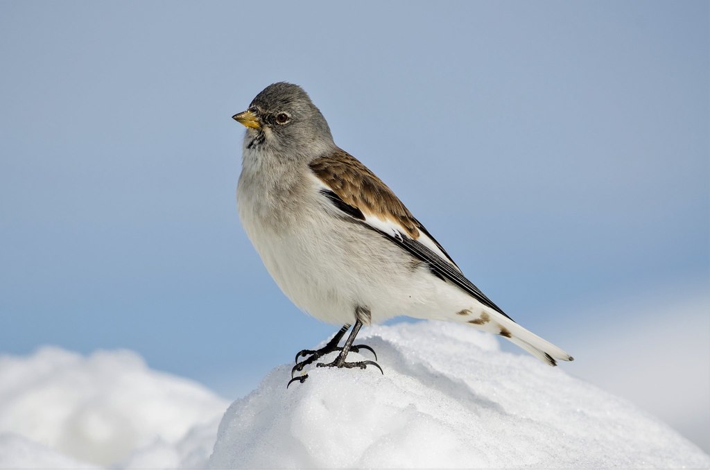 White-winged Snowfinch photo