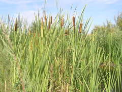 Typha latifolia