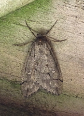 Paleacrita merriccata