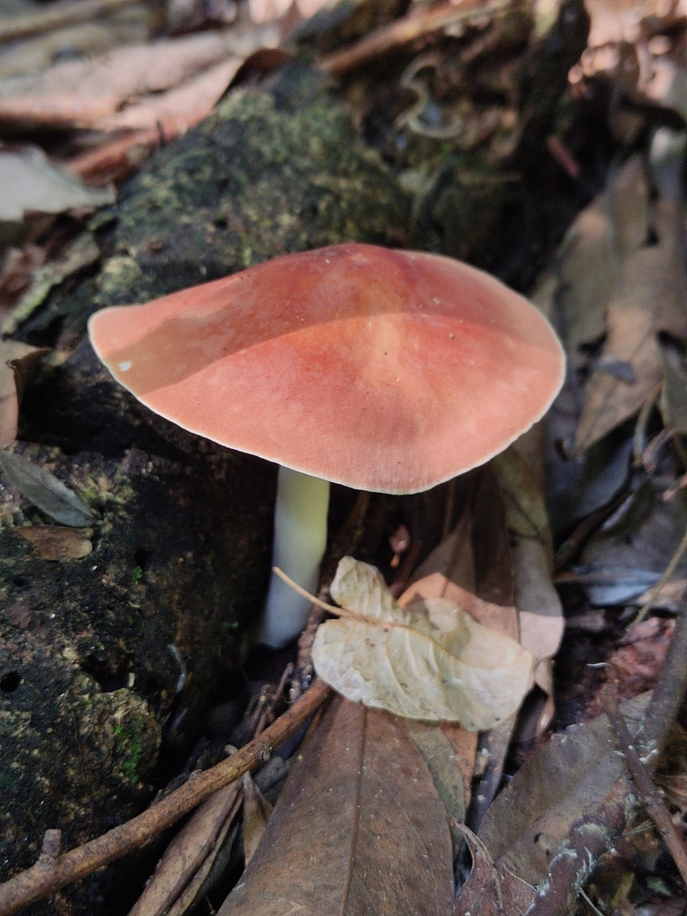 Leucopaxillus gracillimus · April 2022 · photo: © lucasmantelo (iNaturalist, cc-by)